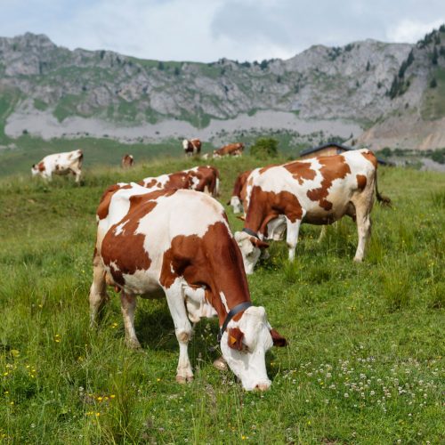 Vaches-Montbéliarde-en-alpage-robe