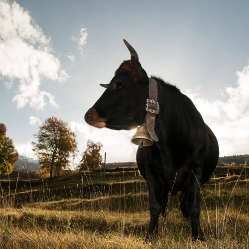 Black,Cow,Of,Hã©rens,With,Bell