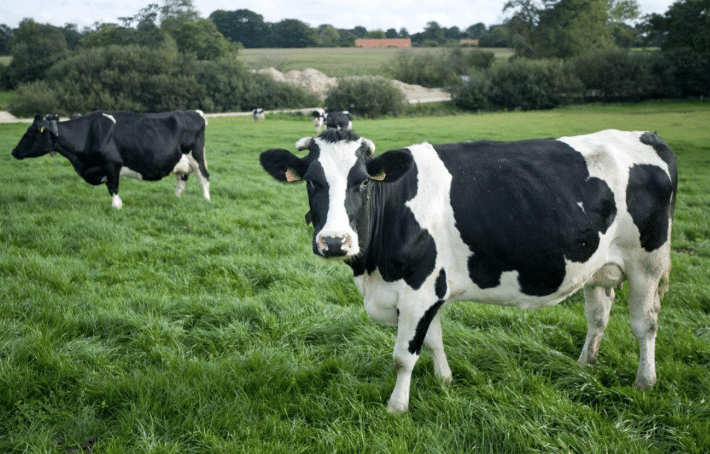 Vache la Prim’Holstein